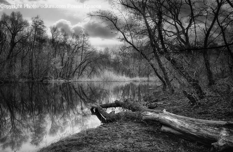 Plant, Tree, Forest, Vegetation, Grove, Land, Oak
