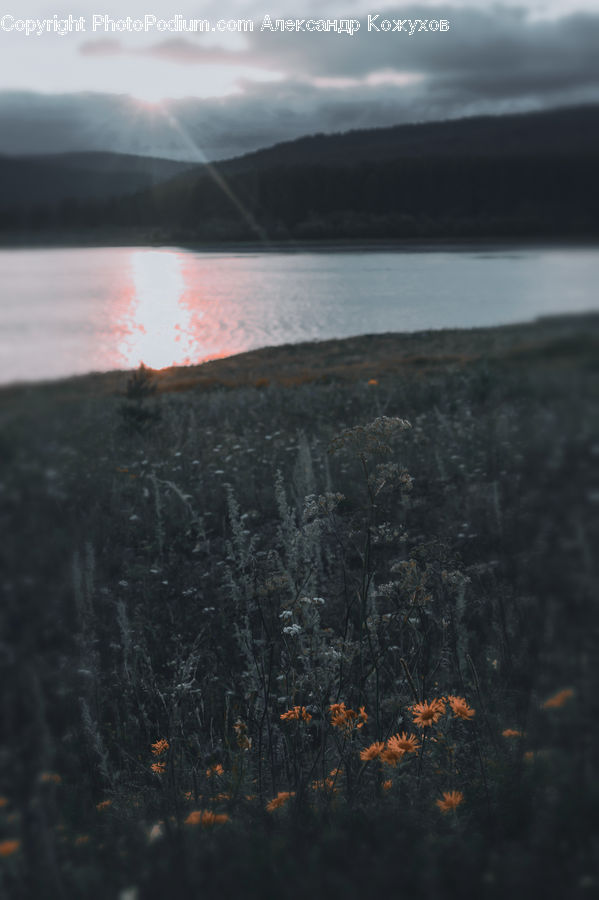 Horizon, Sky, Bush, Plant, Vegetation, Conifer, Fir