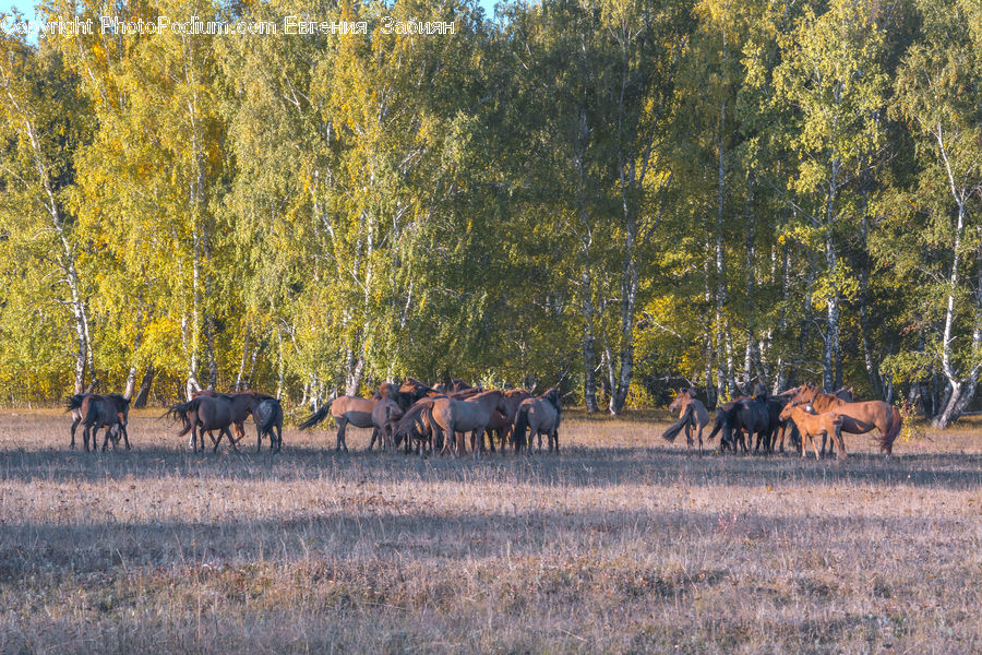 Animal, Buffalo, Bull, Mammal, Deer, Elk, Wildlife