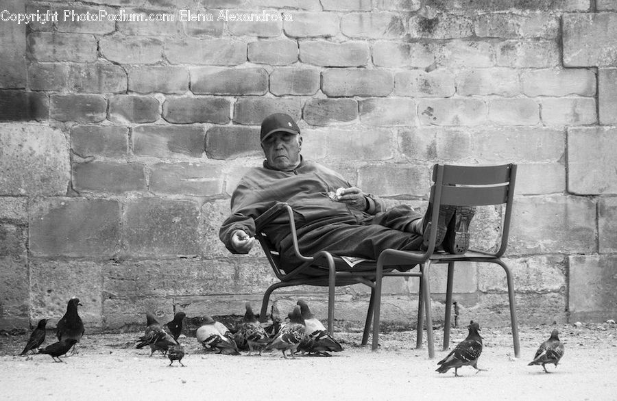 Chair, Furniture, Bench, Bird, Blackbird, Crow, Pigeon