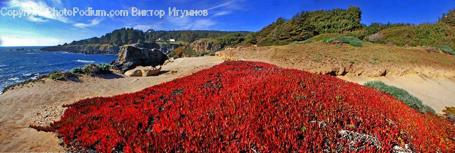 Coast, Outdoors, Sea, Water, Bush, Plant, Vegetation