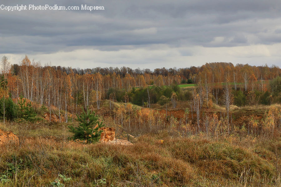 Forest, Grove, Land, Conifer, Fir, Plant, Tree