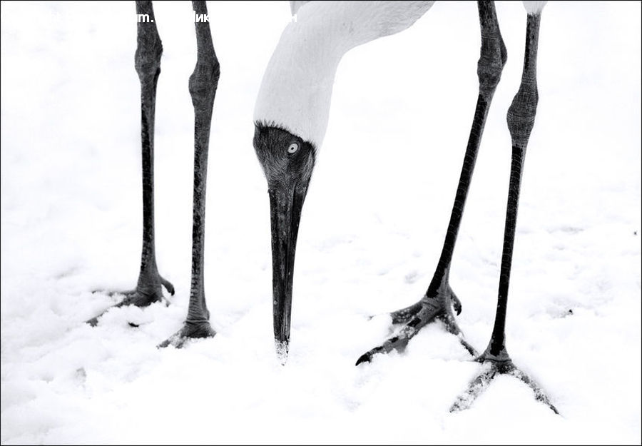 Piste, Skiing, Slide, Snow, Sport, Albatross, Bird