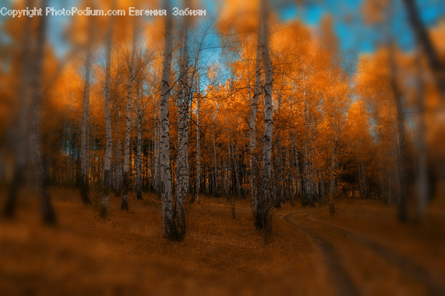 Birch, Tree, Wood, Dirt Road, Gravel, Road, Conifer