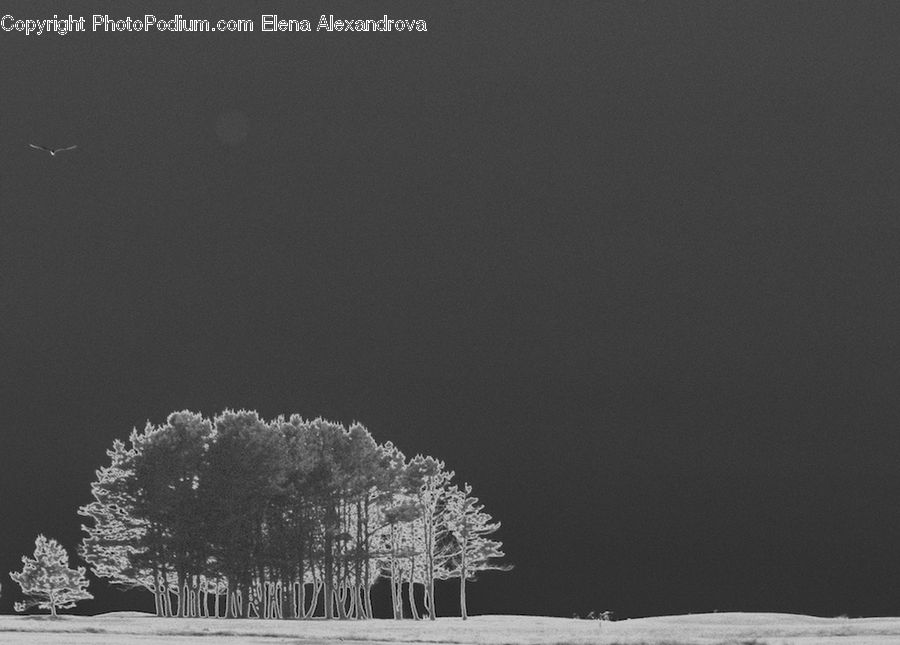 Frost, Ice, Outdoors, Snow, Plant, Tree, Conifer