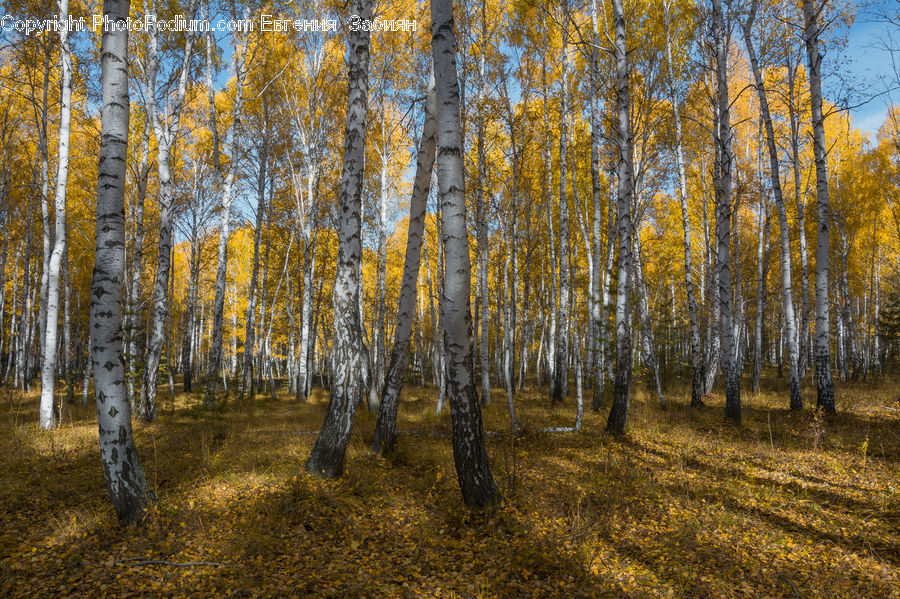 Birch, Tree, Wood
