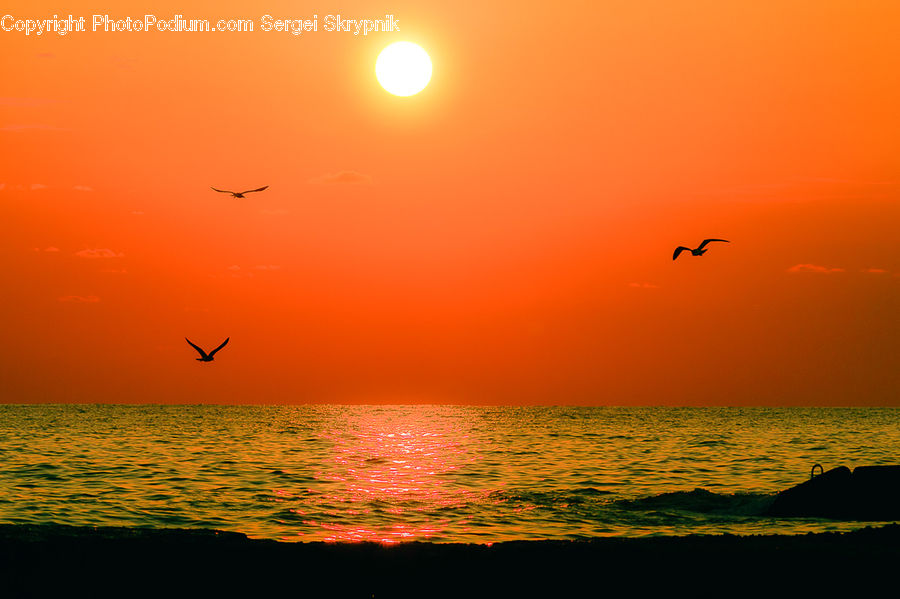 Sun, Bird, Crane Bird, Heron, Outdoors, Sea, Water
