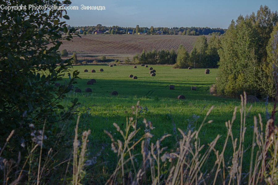 Field, Grass, Grassland, Land, Outdoors, Plant, Vegetation