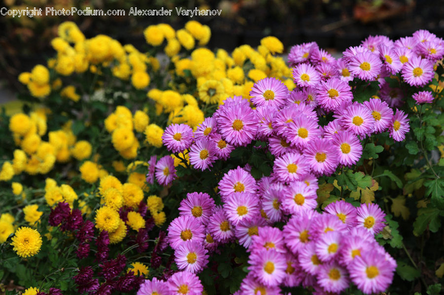 Blossom, Flora, Flower, Plant, Aster, Daisies, Daisy