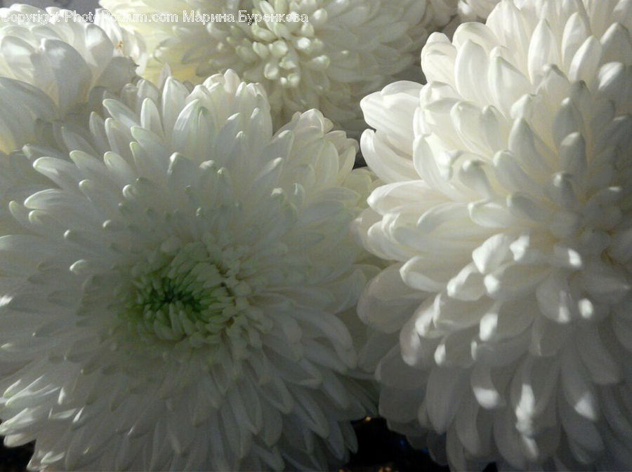 Invertebrate, Sea Anemone, Sea Life, Blossom, Flora, Flower, Plant