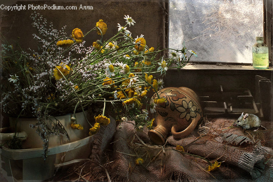 Plant, Potted Plant, Animal, Mammal, Rat, Rodent, Pot