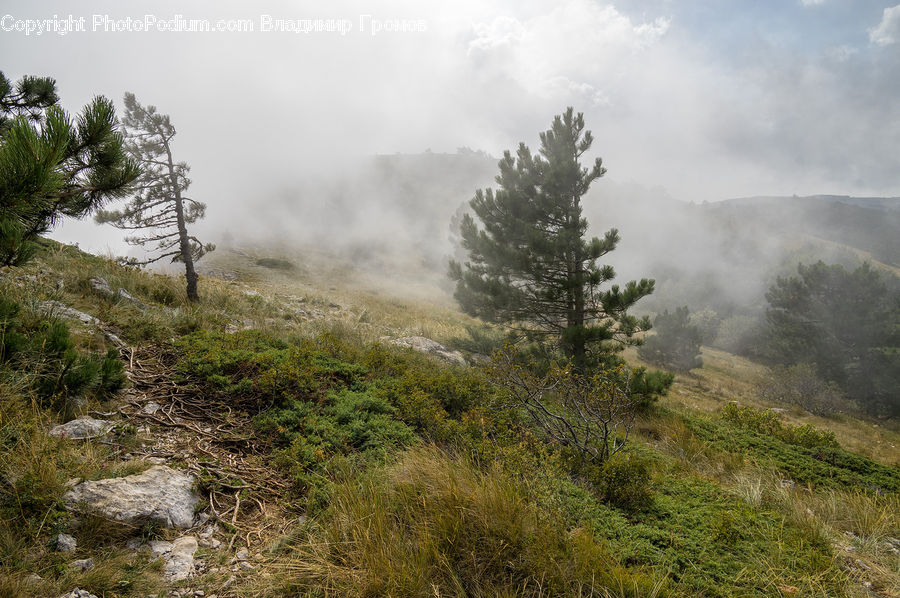 Dirt Road, Gravel, Road, Conifer, Fir, Plant, Tree