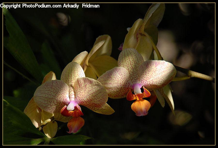 Blossom, Flora, Flower, Orchid, Plant, Lily, Petal