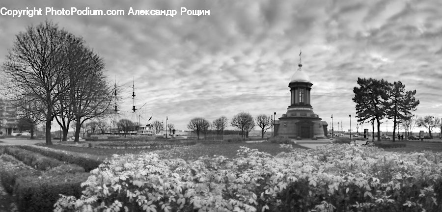 Blossom, Flora, Flower, Plant, Countryside, Outdoors, Park