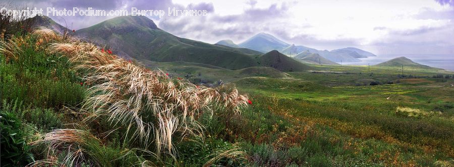 Field, Grass, Grassland, Plant, Land, Outdoors, Bush