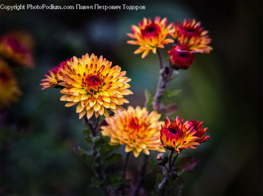 Asteraceae, Blossom, Flora, Flower, Plant, Dahlia, Aster