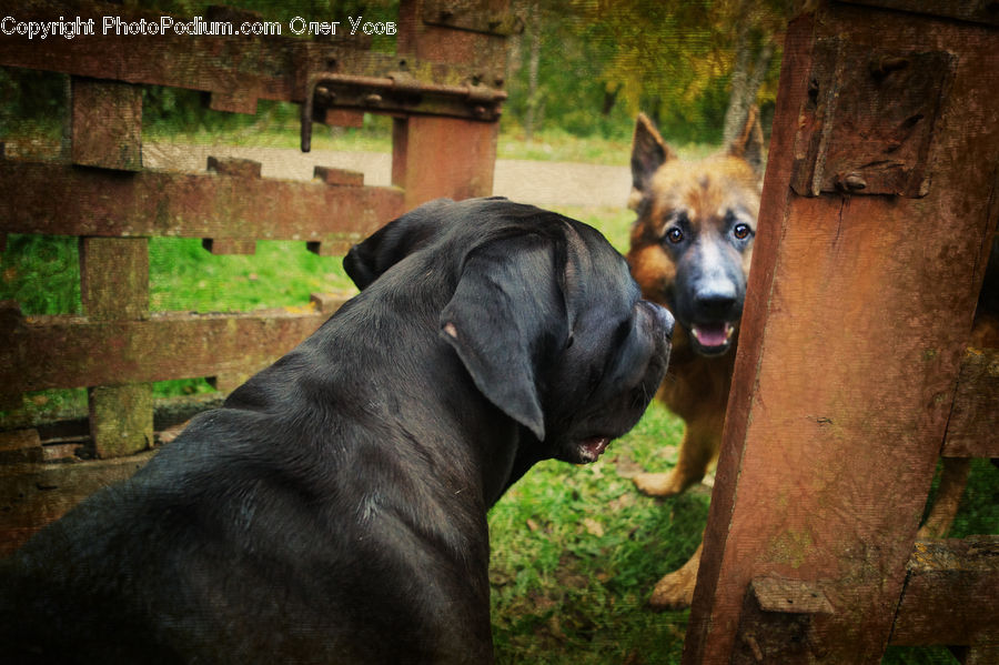 Animal, Canine, Dog, German Shepherd, Mammal, Pet, Boxer
