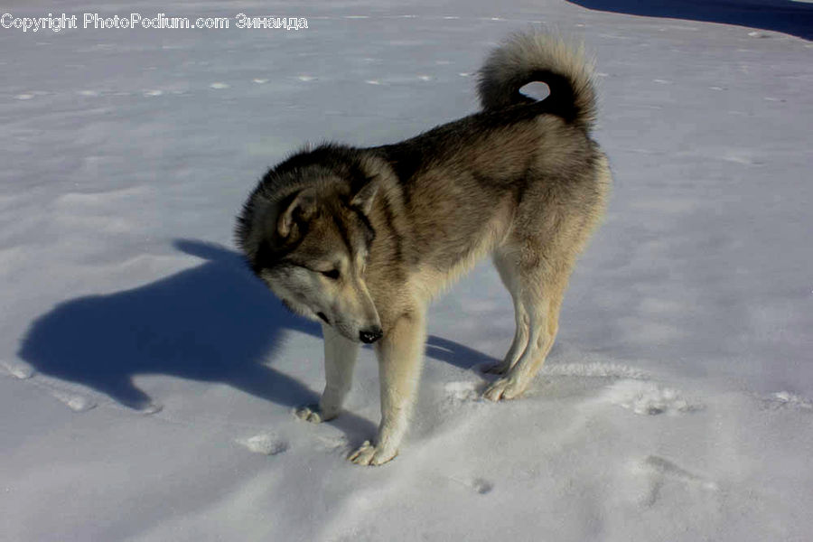 Animal, Canine, Dog, Husky, Mammal, Pet, Wolf