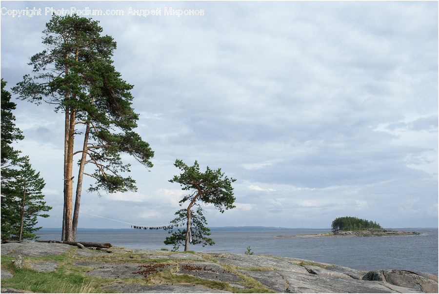 Conifer, Fir, Plant, Tree, Landscape, Nature, Scenery