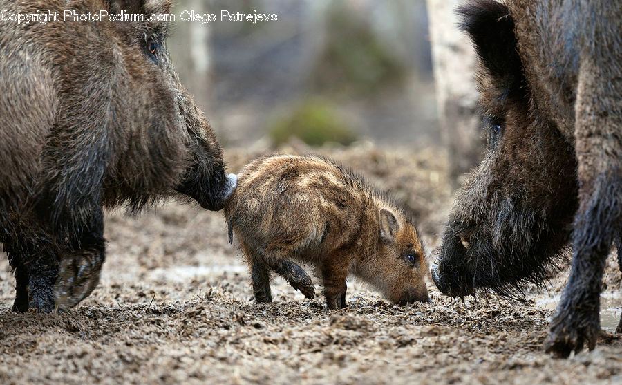 Animal, Boar, Hog, Mammal, Pig, Rodent, Squirrel