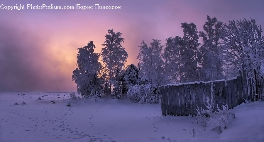 Ice, Outdoors, Snow, Conifer, Fir, Plant, Tree