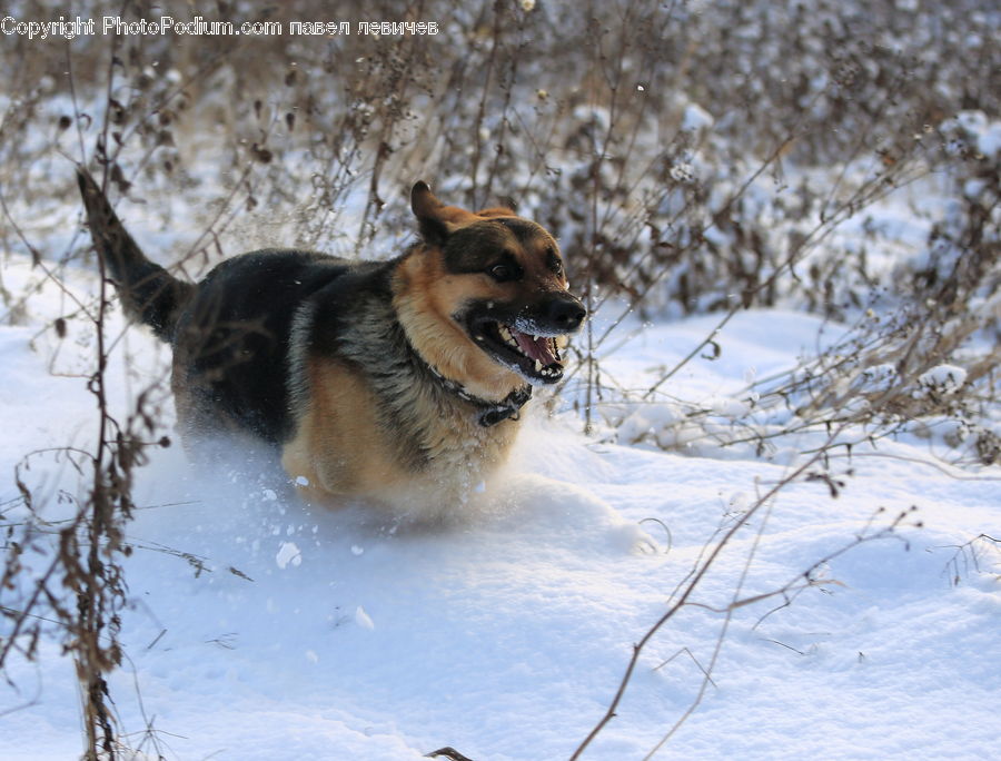 Animal, Canine, Dog, German Shepherd, Mammal, Pet, Husky