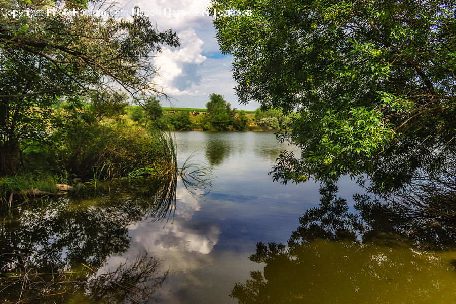 Canal, Outdoors, River, Water, Forest, Jungle, Rainforest
