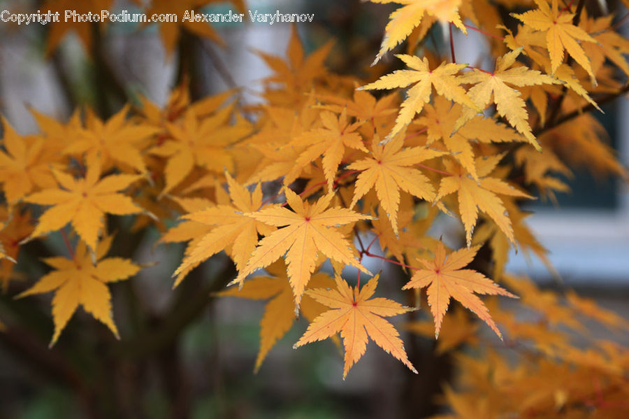Maple, Maple Leaf, Plant, Tree, Wood, Blossom, Flora