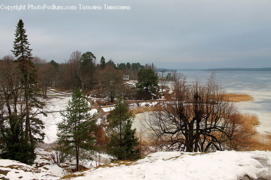 Conifer, Fir, Spruce, Wood, Plant, Tree, Landscape