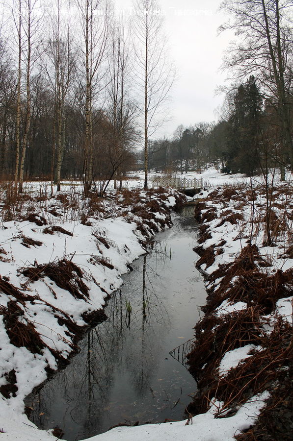 Bird Nest, Nest, Ice, Outdoors, Snow, Forest, Vegetation