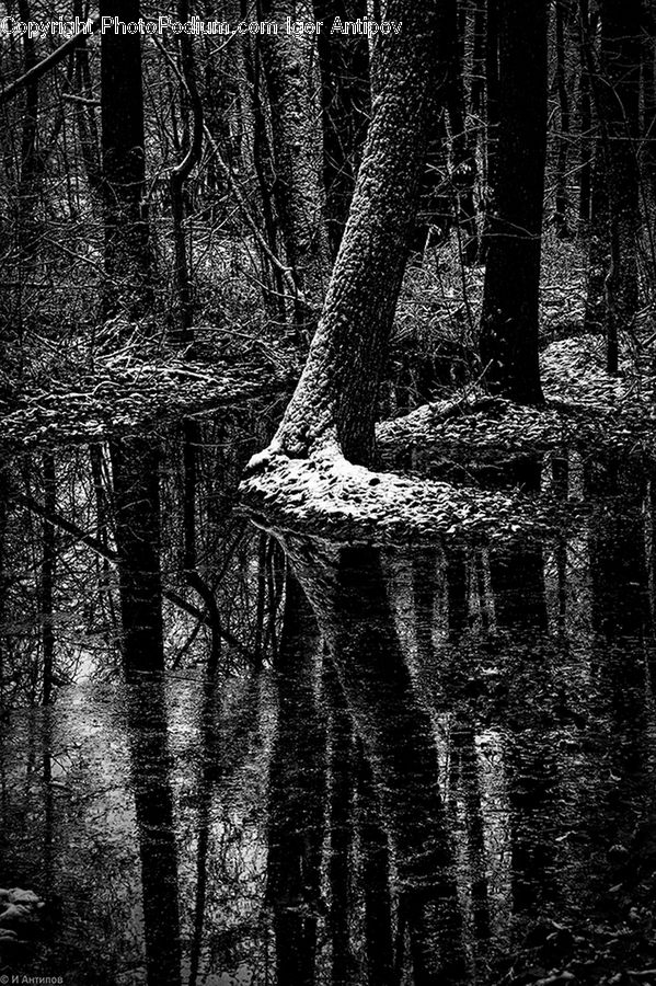 Forest, Vegetation, Grove, Land, Brick, Outdoors, Ripple