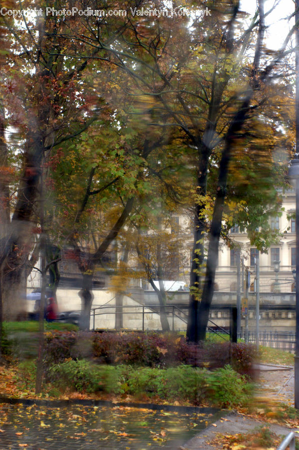 Campus, Forest, Grove, Land, Vegetation, Jungle, Rainforest