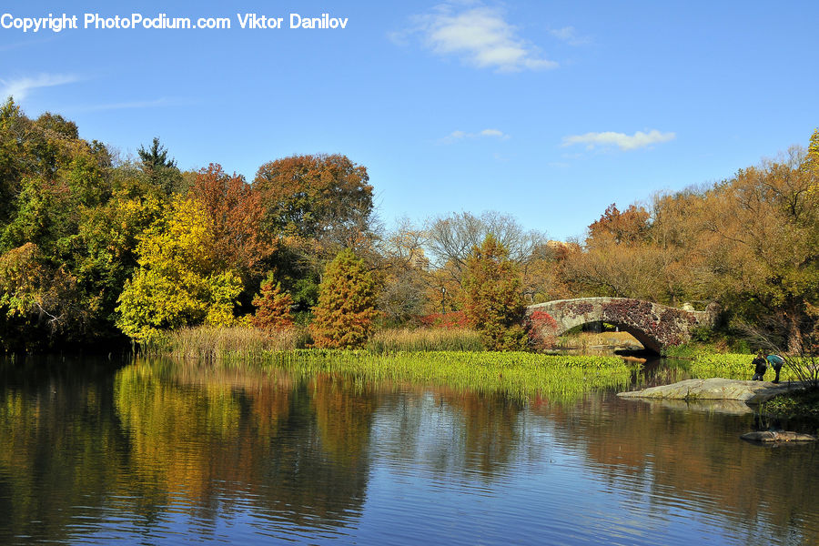 Outdoors, Pond, Water, Blossom, Flora, Flower, Plant