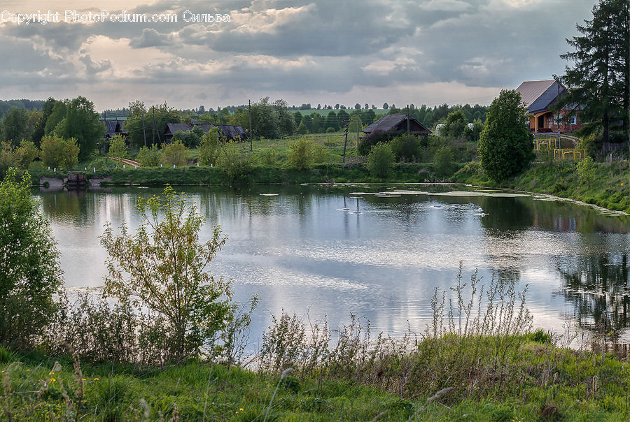 Outdoors, Pond, Water, Conifer, Fir, Plant, Tree