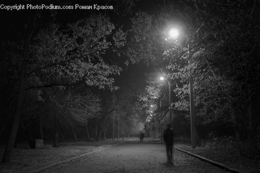Night, Outdoors, Plant, Tree, Boardwalk, Path, Pavement