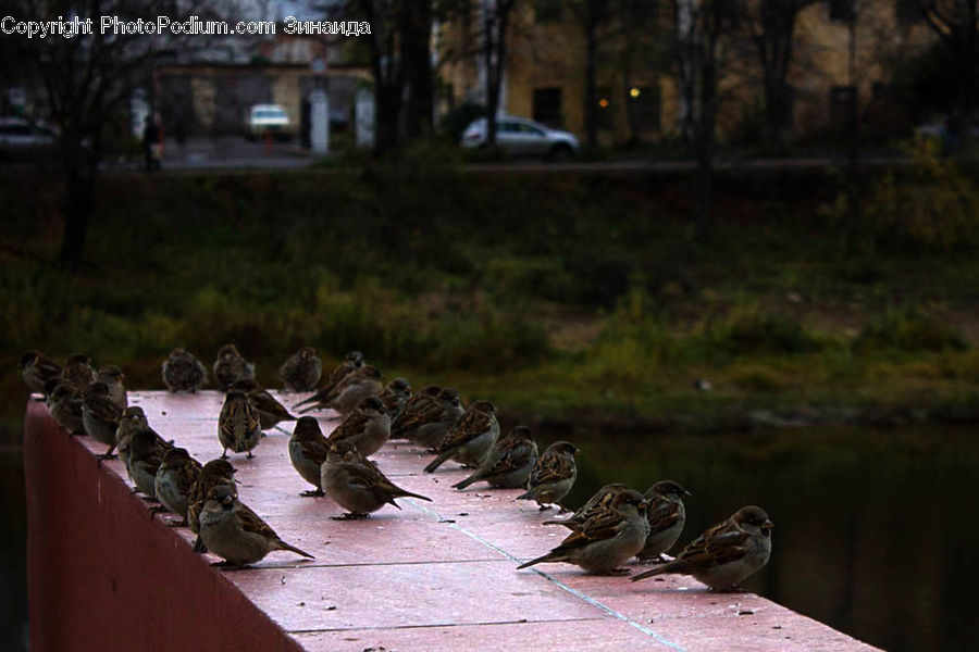 Bird, Sparrow, Crypt, Dungeon, Alley, Alleyway, Road