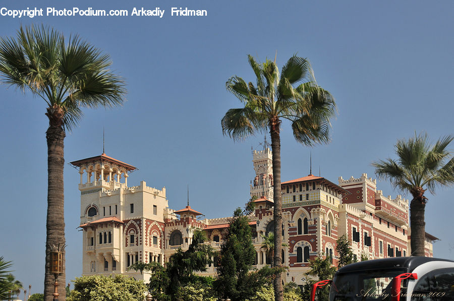 Palm Tree, Plant, Tree, Building, Housing, Architecture, Bell Tower
