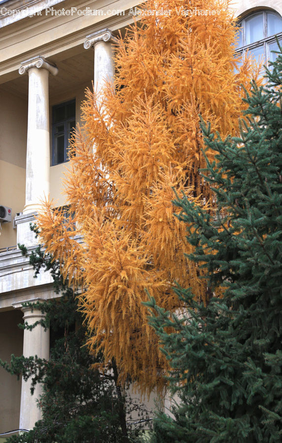 Plant, Potted Plant, Conifer, Fir, Tree, Pine, Spruce