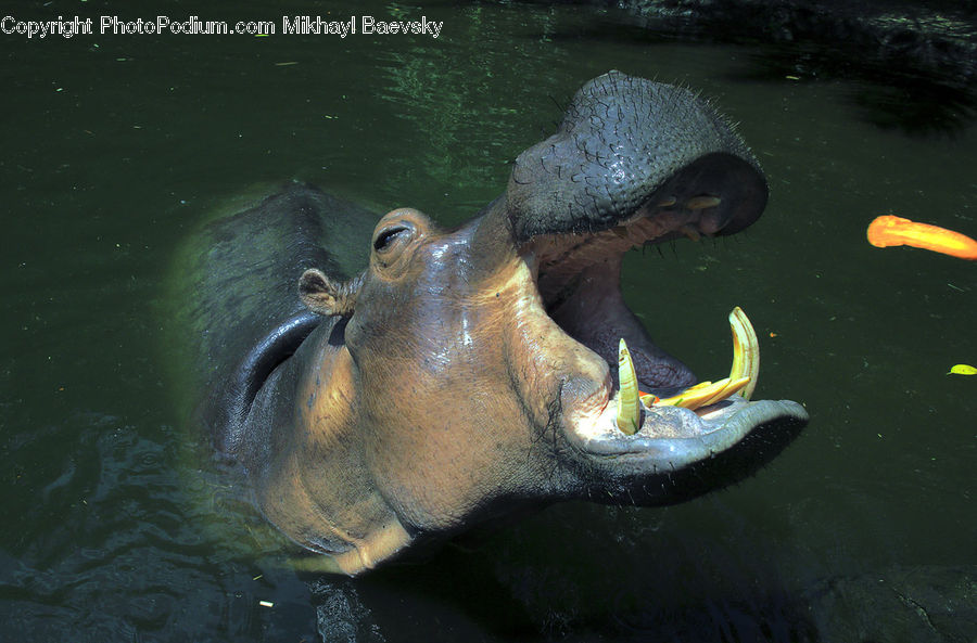 Animal, Hippo, Mammal