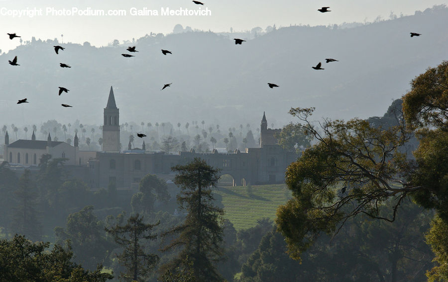 Fog, Pollution, Smog, Smoke, Mist, Outdoors, Architecture
