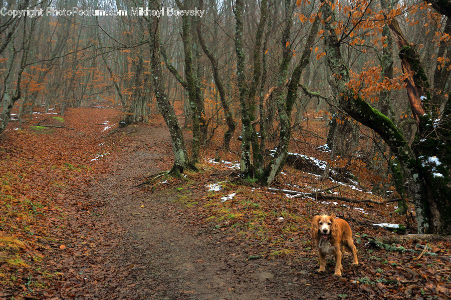 Dirt Road, Gravel, Road, Animal, Canine, Cocker Spaniel, Dog