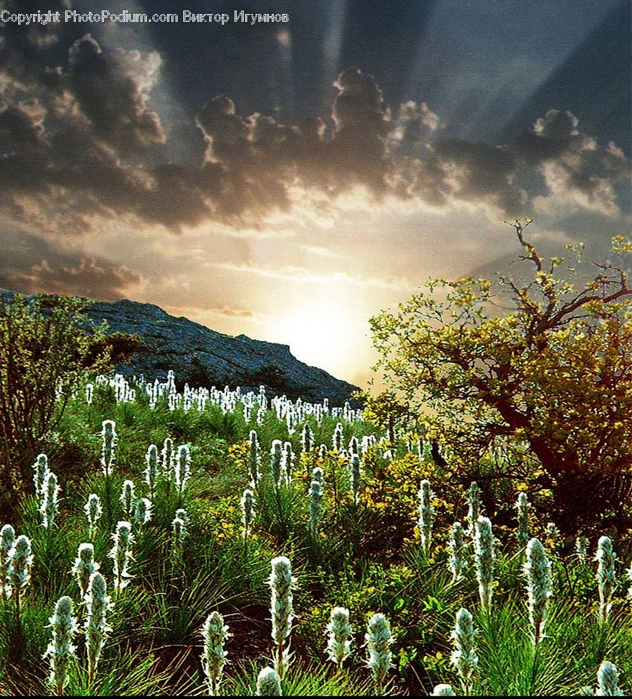Field, Grass, Grassland, Plant, Blossom, Flora, Flower