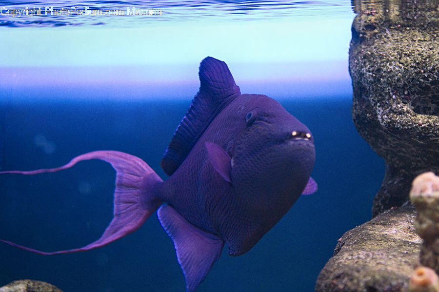 Fish, Sea Life, Coral Reef, Outdoors, Reef, Sea, Water