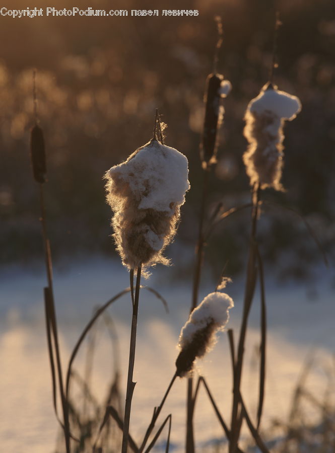 Grass, Plant, Reed, Smoke, Field, Grassland, Bird