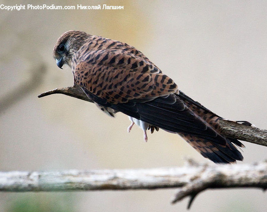 Bird, Flicker Bird, Woodpecker, Buzzard, Harrier, Hawk, Vulture