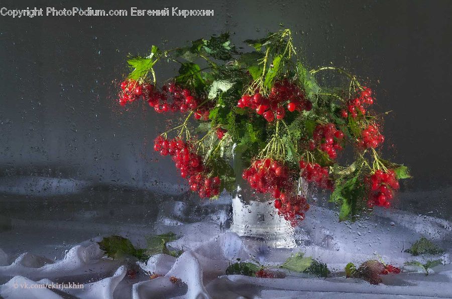 Blossom, Flora, Flower, Geranium, Plant, Floral Design, Flower Arrangement