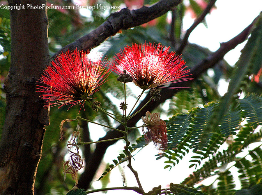 Fern, Plant, Blossom, Flora, Flower, Mimosa, Conifer