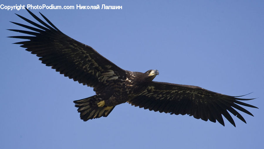 Bird, Eagle