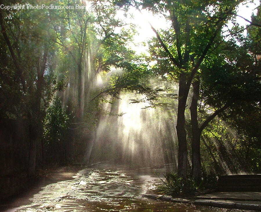 Dirt Road, Gravel, Road, Forest, Jungle, Rainforest, Vegetation