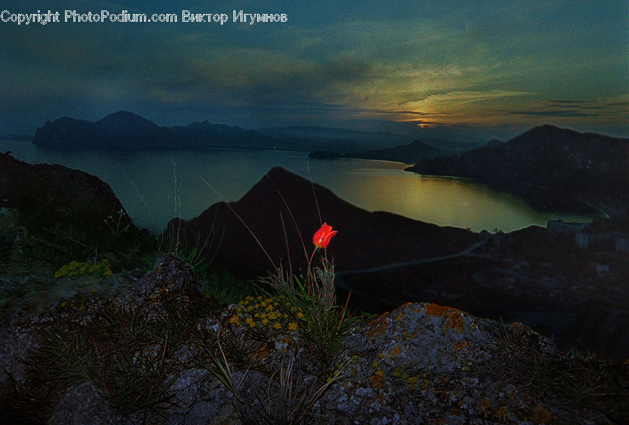 Plant, Potted Plant, Camping, Dawn, Dusk, Sky, Sunrise